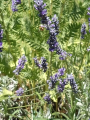 Anthidium florentinum