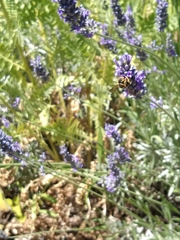 Anthidium florentinum