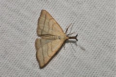 Polypogon tentacularia