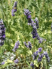 Anthidium florentinum