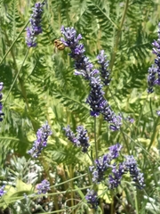 Anthidium florentinum