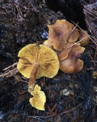Gymnopilus palmicola