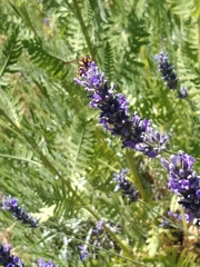 Anthidium florentinum