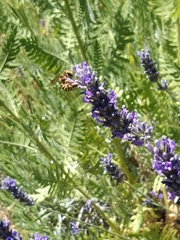 Anthidium florentinum