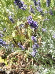 Anthidium florentinum