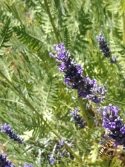 Anthidium florentinum