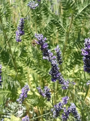 Anthidium florentinum