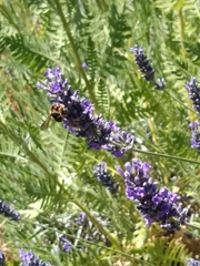 Anthidium florentinum