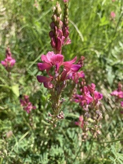 Onobrychis montana