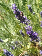 Anthidium florentinum