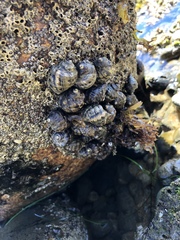 Ocenebrinae