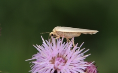 Eilema lurideola