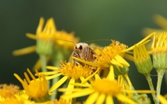 Eilema lurideola