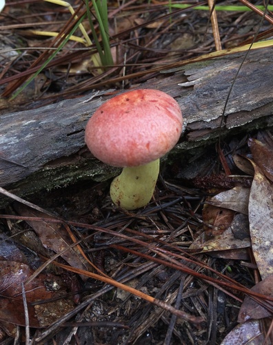 Boletus speciosus image