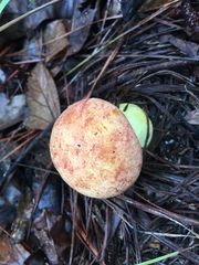 Boletus speciosus image