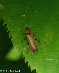 Cantharis rufa