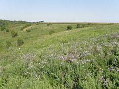 Aster amellus bessarabicus