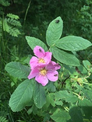 Rosa rugosa
