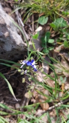 Veronica syriaca