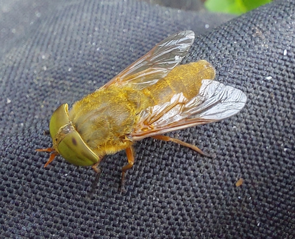 Golden Horse Fly