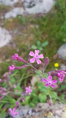 Silene aegyptiaca