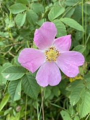 Rosa mollis
