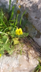 Ranunculus millefolius