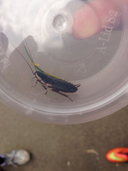 Drymaplaneta communis