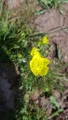 Ranunculus millefolius