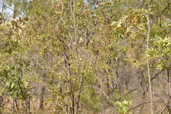 Petalostigma pubescens
