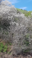 Prunus ursina