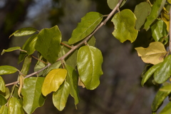 Petalostigma pubescens