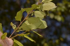 Petalostigma pubescens