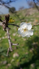 Prunus ursina
