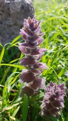 Acanthus syriacus