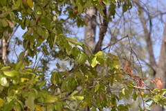 Petalostigma pubescens