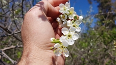 Prunus ursina