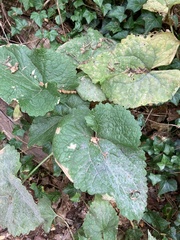 Lunaria annua