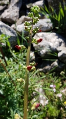 Scrophularia rubricaulis