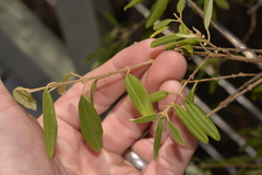 Boronia lanceolata