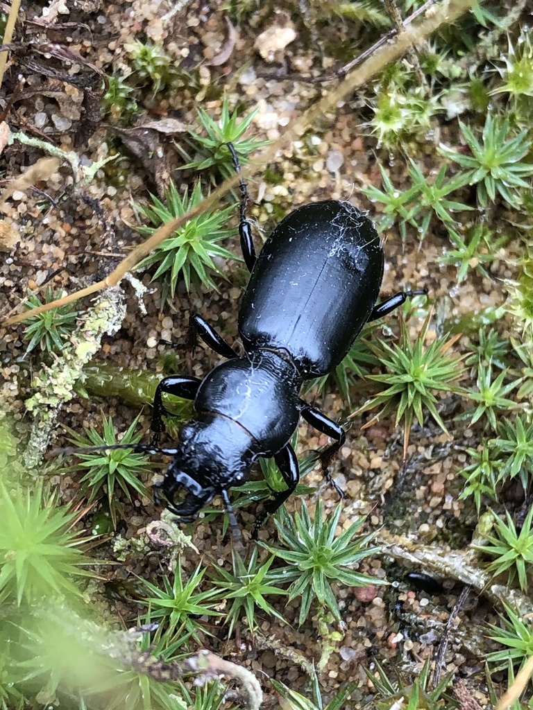 Broscina