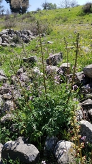 Scrophularia rubricaulis