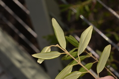 Boronia lanceolata