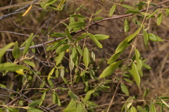Boronia lanceolata