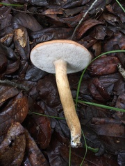 Tylopilus minor image
