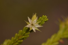 Calytrix brownii