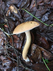 Tylopilus minor image
