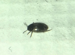 Hydroglyphus geminus