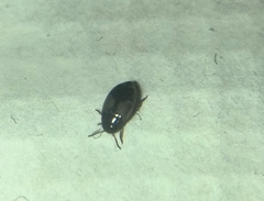 Hydroglyphus geminus