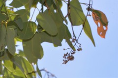 Eucalyptus brachyandra